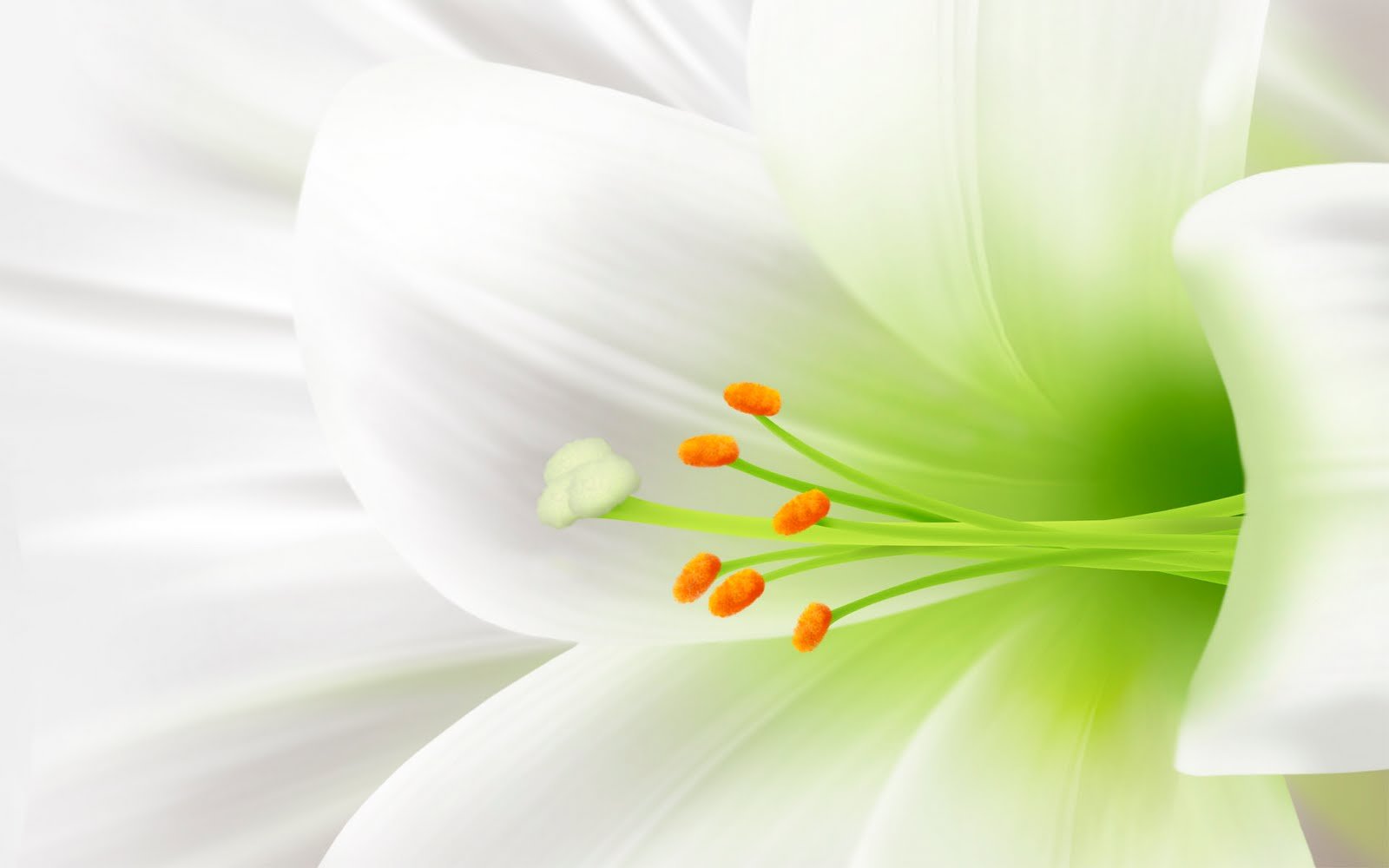 6982181-white-lily